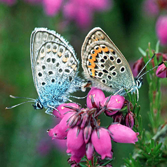 Silver-studded Blues (Plebeius argus), male left, mating