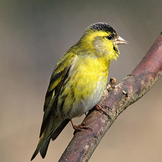 Male Siskin (Carduelis spinus) in striking plumage