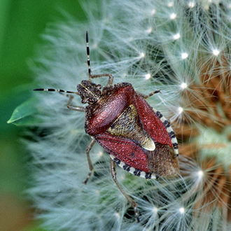 Sloe Bug (Dolycoris baccarum) is not a specialist feeder
