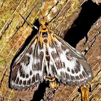 A bonny Small Magpie Moth (Eurrhypara hortulata)