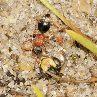 Smicromyrme rufipes parasitises Cerceris spp among others - the Cerceris rybyensis in the image is dead