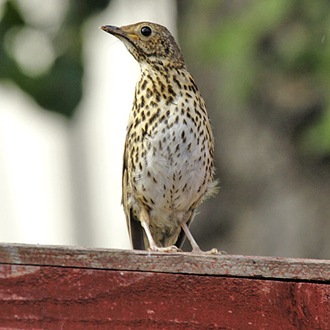 Immature Song Thrush perhaps wondering where its parents are