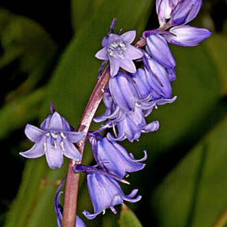 Spanish Bluebell (Hyacinthoides hispanica), a significant threat