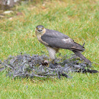 Sparrowhawks (Accipiter nisus) strike prey hard and fast