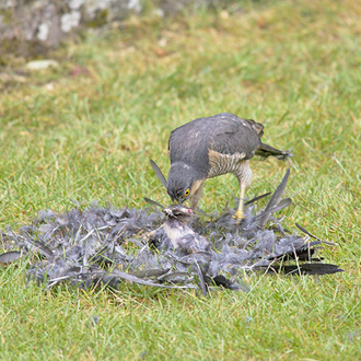 Little time is wasted in consuming the catch - here a Jackdaw