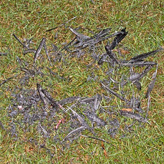 A ring of feathers is all that remains after the Sparrowhawk's meal