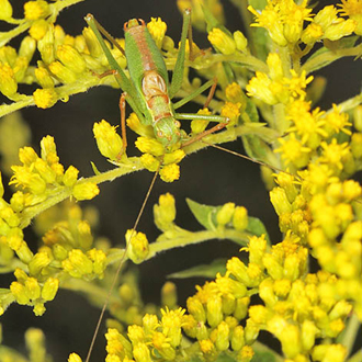 Well-camouflaged male Speckled Bush-cricket (Leptophyes punctatissima)