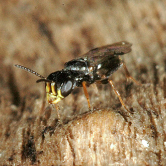 Male Spilomena beata, measuring only 2.5mm