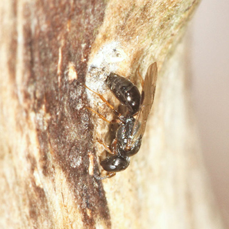 Spilomena troglodytes using the abdomen to tamp down wood shavings used to close the hest