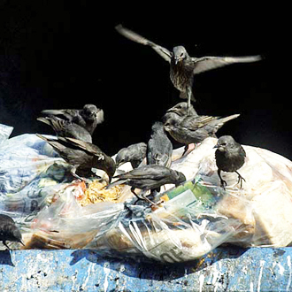 Starlings (Sturnus vulgaris) getting stuck into a mass of supermarket discards