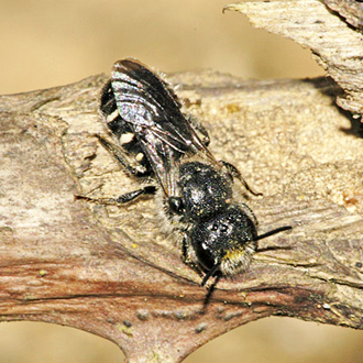 Stelis ornatula, a scarce cuckoo bee using Hoplitis claviventris as host