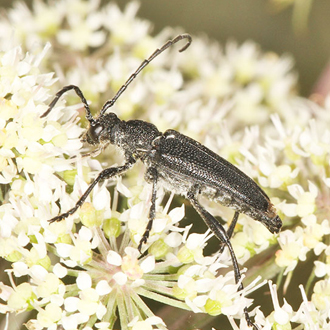 Large Black Longhorn (Stictoleptura scutellata)