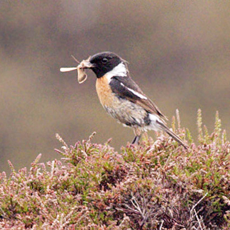 Male Stonechat (Saxicola torquata) with a moth for his offspring