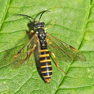 Strongylogaster multifasciata larvae feed on bracken