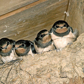 A quartet of immature Swallows takes a lot of feeding
