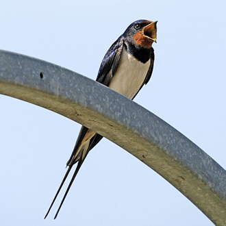 Swallow (Hirundo rustica) singing