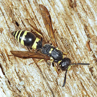 Portrait of a female Symmorphus crassicornis, a rare species