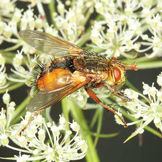 The tachinid fly Tachina fera, showing many of its bristles
