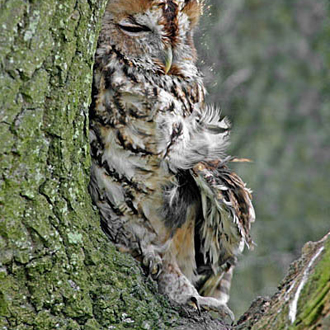 Tawny Owls (Strix aluco) are quite common throughout the South-East
