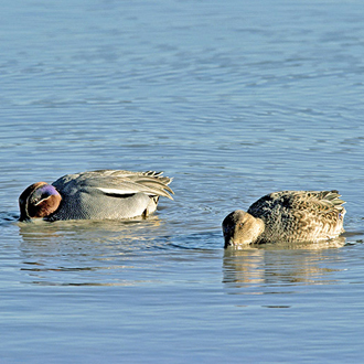 Teal (Anas crecca) are the smallest of our dabbling ducks
