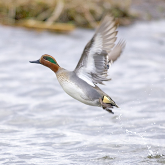 Teal male erupting from the water after being surprised by people