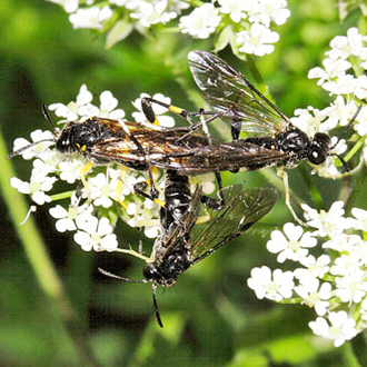 A mating pair of Tenthredinidae sawflies with another male trying to muscle in