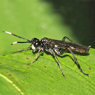 Tenthredo livida female, with white on the face and antennae