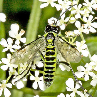Male Tenthredo mesomelas