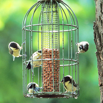 Tits busily feeding in a garden