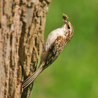 Treecreeper (Certhia familiaris) with food for the first brood