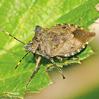 The adult Bronze Shieldbug is nothing like so bright in hue