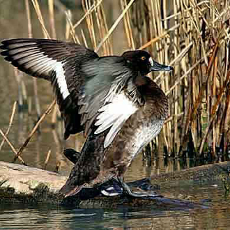 Tufted Duck (Aythya fuligula) female flapping her wings