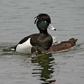 Tufted ducks are much less aggressive than Mallards when mating