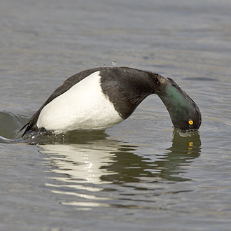 Tufted duck male diving procedure 2