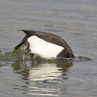 Tufted duck male diving procedure 3