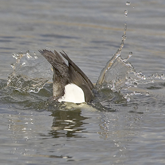 Tufted duck male diving procedure 4 - over in a flash