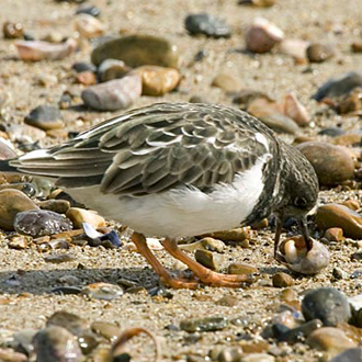Turnstone (Arenaria interpres) taking advantage of shore detritus