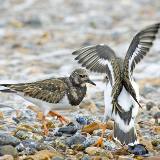 Disputes are not that common among feeding Turnstones