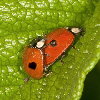 Mating Two-spotted Ladybirds (Adalia bipunctata)