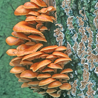 Velvet Shank (Flammulina velutipes) on a dead Alder