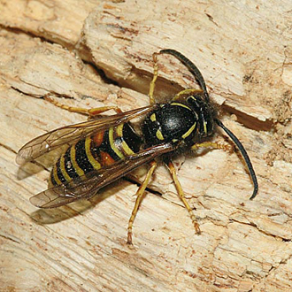 Male Vespula rufa, with obvious reddish marking on the abdomen
