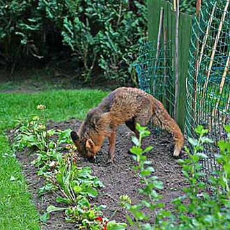 Food is often buried for some time, and in almost any location