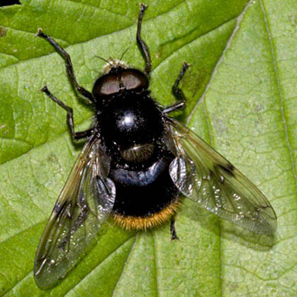 Volucella bombylans bombylans - the larvae scavenge bumblebee nests