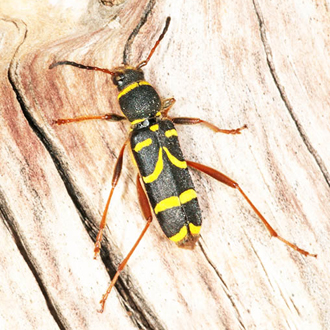 Wasp Beetles (Clytus arietis) are pretty good mimics