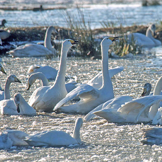 A typical display by a family is almost balletic in its beauty (as well as noisy)