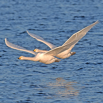 Close proximity 1: wings up for a Whooper pair