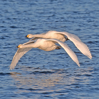 Close proximity 2: a moment later, wings down in perfect unison
