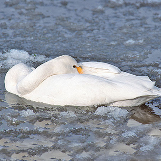 Very icy conditions can force the migrants out into the fields