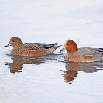Wigeon (Anas Penelope) female and male