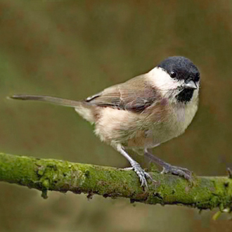 Willow Tits (Parus montanus) have dropped in numbers more than any bird